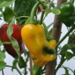 Pimento Amarelo (Uni)