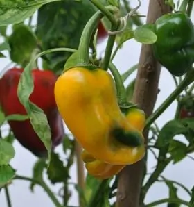 1017-Pimentos-amarelos-e-outros-vegetais-frutas-mercearias-e-cabazes-ao-domicilio-com-a-Horta-da-Maria-Portugal-1 Pimento Amarelo (Uni)