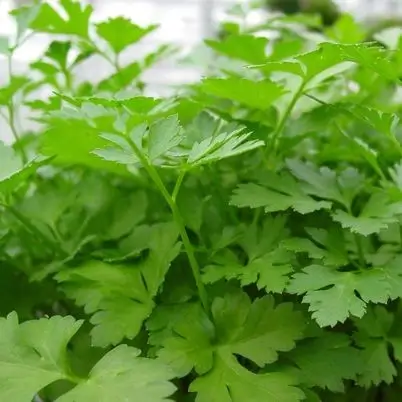 Salsa (molho)