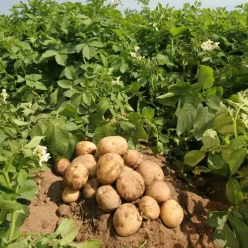 Batata Branca (500gr)