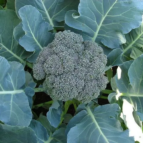 Brócolo (Uni)