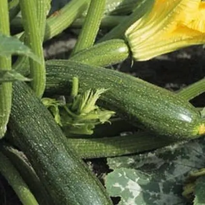 1311-Courgette-Verde-e-outros-vegetais-frutas-mercearias-e-cabazes-ao-domicilio-com-a-Horta-da-Maria-Portugal-1 Courgette Verde (Uni)