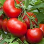 Tomate Salada (Uni)