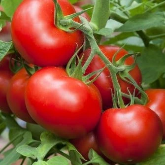Tomate Salada (Uni)