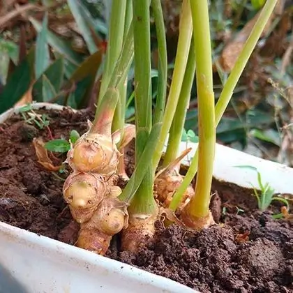 Gengibre (200g)