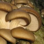 Cogumelo Pleurotus (300g)