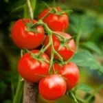 Tomate Cherry (500g)