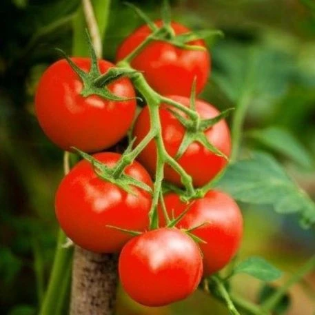 Tomate Cherry (500g)