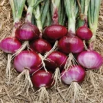 Cebola Roxa (Uni)