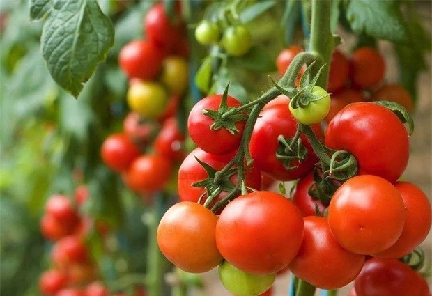 Tomate Cacho (500g)