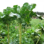 Couve Galega (Molho) (200gr)