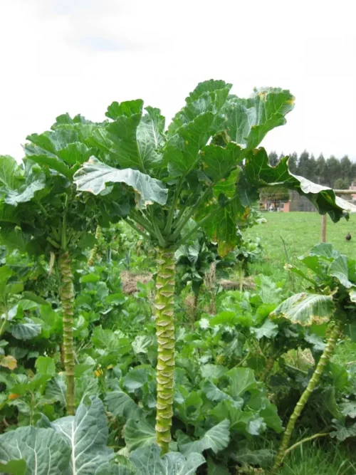 Couve Galega (Molho) (200gr)