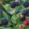 1064-Amora-e-outras-frutas-vegetais-mercearias-e-cabazes-ao-domicilio-com-a-Horta-da-Maria-Portugal-1.webp Amora (125g)