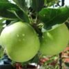 Maçã Granny Smith (Uni)