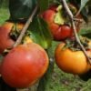 1146-Diospiro-de-Roer-e-outras-frutas-vegetais-mercearias-e-cabazes-ao-domicilio-com-a-Horta-da-Maria-Portugal.jpg Dióspiro (Uni)