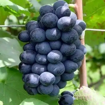 1176-Uva-Preta-e-outras-frutas-vegetais-mercearias-e-cabazes-ao-domicilio-com-a-Horta-da-Maria-Portugal.webp Uva Preta (500g)