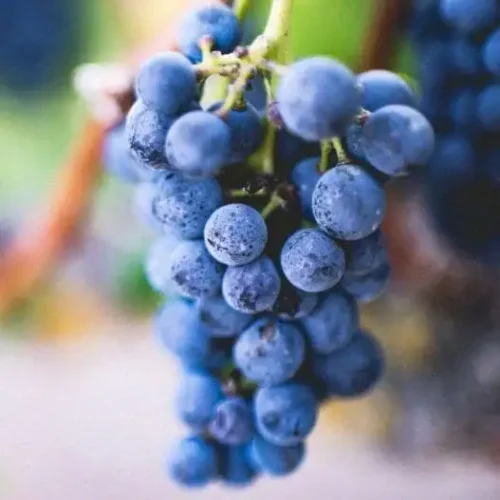 1177-Uva-Preta-e-outras-frutas-vegetais-mercearias-e-cabazes-ao-domicilio-com-a-Horta-da-Maria-Portugal.webp Uva Preta (500g)