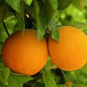 Laranja (Uni)