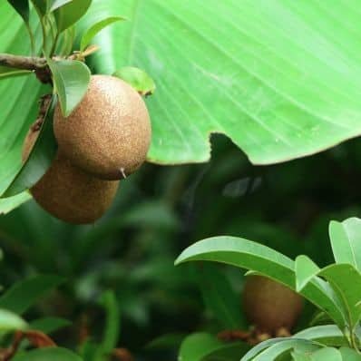 Kiwi (Uni)