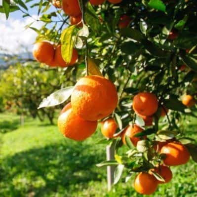 1234-Clementina-e-outras-frutas-vegetais-mercearias-e-cabazes-ao-domicilio-com-a-Horta-da-Maria-Portugal.jpg Clementina (500g)