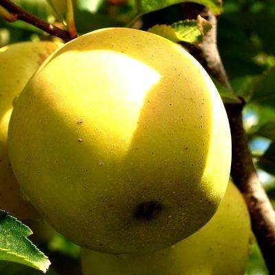1247-Maca-Golden-e-outras-frutas-vegetais-mercearias-e-cabazes-ao-domicilio-com-a-Horta-da-Maria-Portugal.jpg Maçã Golden (Uni)