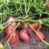 1263-Batata-Doce-Laranja-e-outros-vegetais-frutas-mercearias-e-cabazes-ao-domicilio-com-a-Horta-da-Maria-Portugal-1.webp Batata Doce Laranja (500gr)