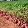 1267-Batata-Doce-Amarela-e-outros-vegetais-frutas-mercearias-e-cabazes-ao-domicilio-com-a-Horta-da-Maria-Portugal.webp Batata Doce Amarela (500gr)