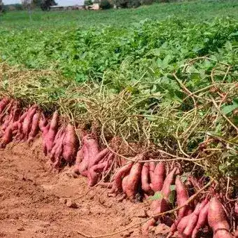 1267-Batata-Doce-Amarela-e-outros-vegetais-frutas-mercearias-e-cabazes-ao-domicilio-com-a-Horta-da-Maria-Portugal.webp Batata Doce Amarela (500gr)