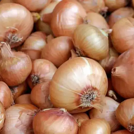 Cebola Branca (Uni)