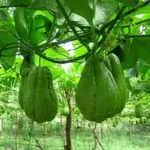 Chuchu Verde (Uni)