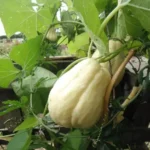 Chuchu Branco (Uni)