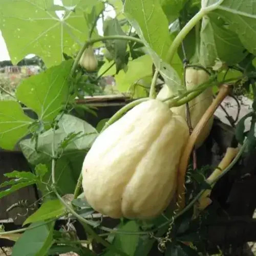 1291-Chuchu-Branco-e-outros-vegetais-frutas-mercearias-e-cabazes-ao-domicilio-com-a-Horta-da-Maria-Portugal-1.webp Chuchu Branco (Uni)