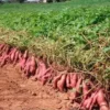 1292-Batata-Vermelha-e-outros-vegetais-frutas-mercearias-e-cabazes-ao-domicilio-com-a-Horta-da-Maria-Portugal-1.webp Batata Vermelha (500gr)