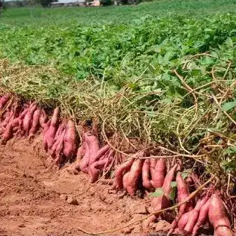 1292-Batata-Vermelha-e-outros-vegetais-frutas-mercearias-e-cabazes-ao-domicilio-com-a-Horta-da-Maria-Portugal-1.webp Batata Vermelha (500gr)