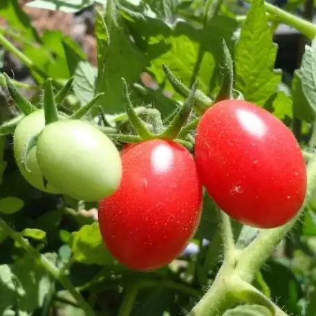 1316-Tomate-Chucha-Mini-assim-como-outras-frutas-vegetais-mercearias-e-cabazes-ao-domicilio-com-a-Horta-da-Maria-Portugal.webp Tomate Chucha Mini (500g)