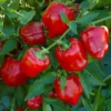 1324-Pimento-Vermelho-e-outros-vegetais-frutas-mercearias-e-cabazes-ao-domicilio-com-a-Horta-da-Maria-Portugal-1.webp Pimento Vermelho (Uni)