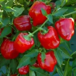 Pimento Vermelho (Uni)