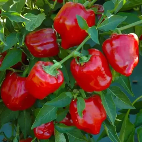1324-Pimento-Vermelho-e-outros-vegetais-frutas-mercearias-e-cabazes-ao-domicilio-com-a-Horta-da-Maria-Portugal-1.webp Pimento Vermelho (Uni)