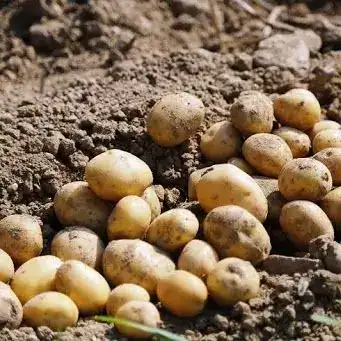 Batata Branca Pequena (500g)