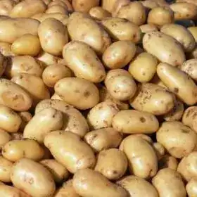 Batata Branca Pequena (500g)
