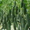 Pepino (Uni)
