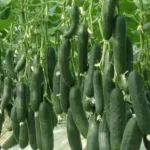 Pepino (Uni)