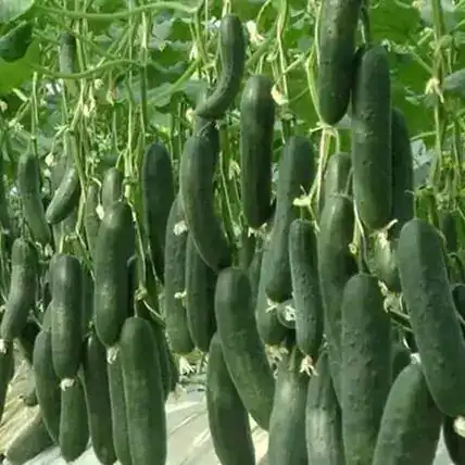 Pepino (Uni)