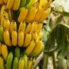 1403-Banana-Madeira-assim-como-outras-frutas-vegetais-mercearias-e-cabazes-ao-domicilio-com-a-Horta-da-Maria-Portugal-1.webp Banana Importada Premium(Uni)