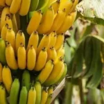 Banana Importada Premium(Uni)