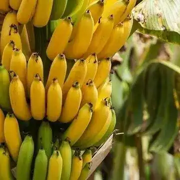 1403-Banana-Madeira-assim-como-outras-frutas-vegetais-mercearias-e-cabazes-ao-domicilio-com-a-Horta-da-Maria-Portugal-1.webp Banana Importada Premium(Uni)