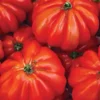 Tomate Coração de Boi (Uni)