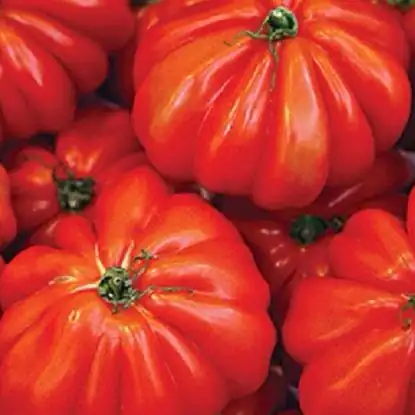 Tomate Coração de Boi (Uni)