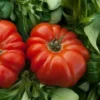 Tomate Coração de Boi (Uni)