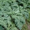 1505-Couve-Kale-Verde-outras-frutas-vegetais-mercearias-e-cabazes-ao-domicilio-com-a-Horta-da-Maria-Portugal.jpg Couve Kale Verde (molho)